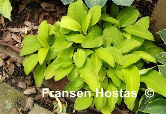 Hosta Wonderful